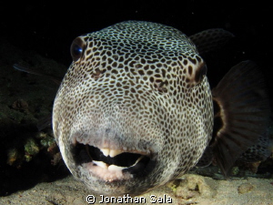Puffer Fish by Jonathan Sala 